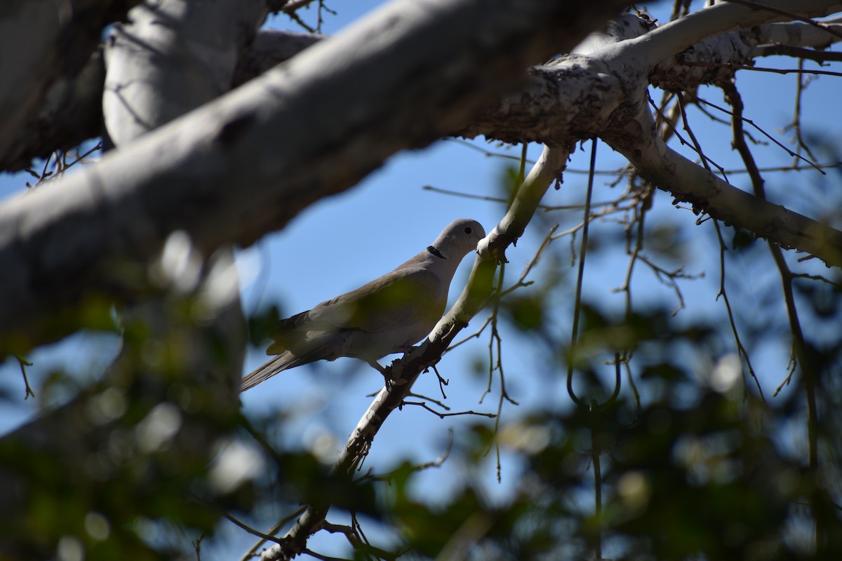 Eurasian Collared-Dove - Sydney Gerig