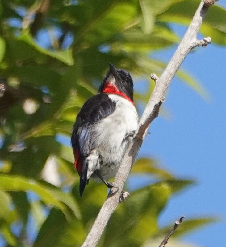 Red-chested Flowerpecker - ML173532731