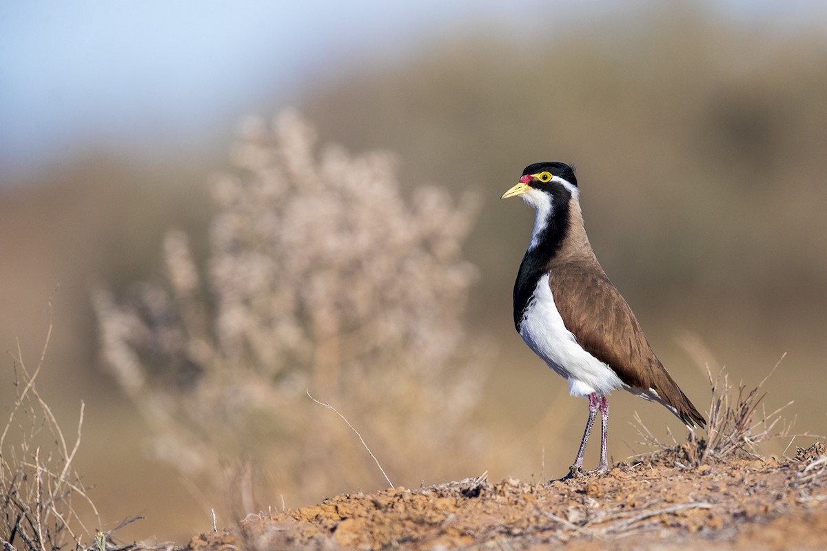 Banded Lapwing - ML173535571