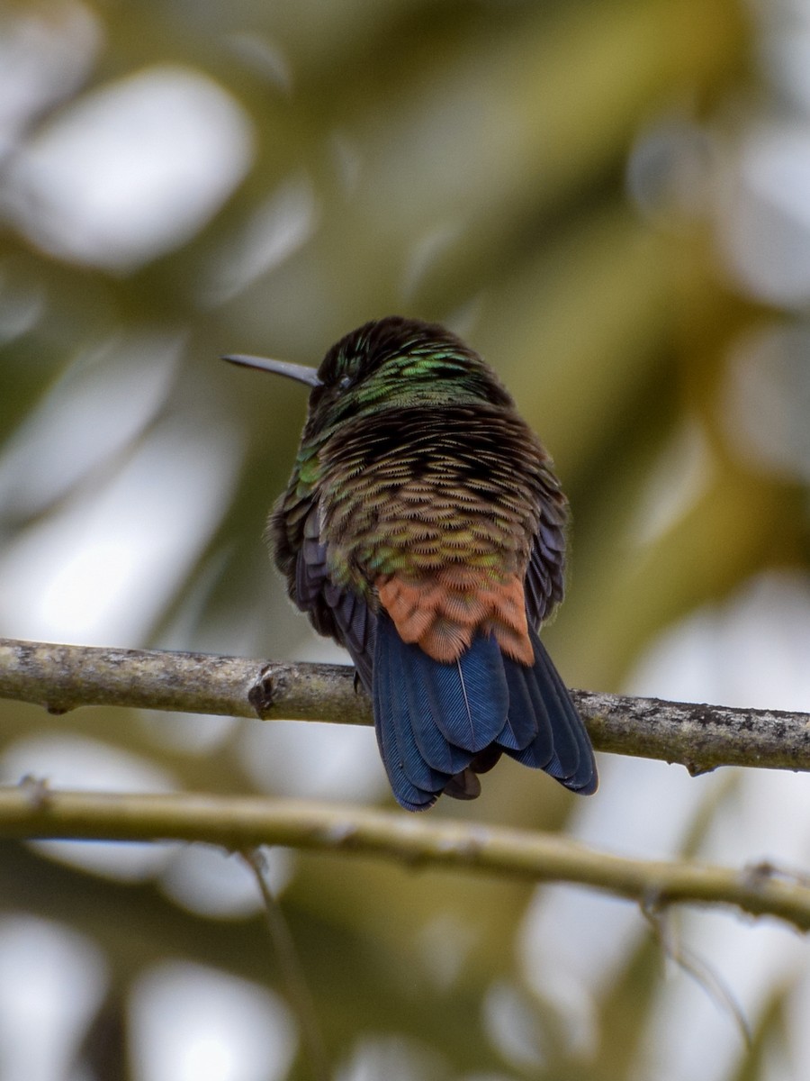Copper-rumped Hummingbird - Antonio Ros
