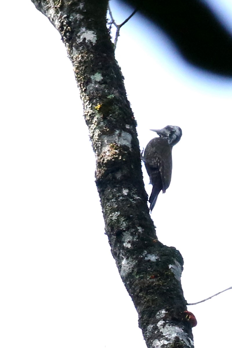 Golden-crowned Woodpecker - ML173538411