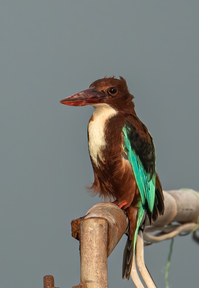 White-throated Kingfisher - Helmut Wehowsky