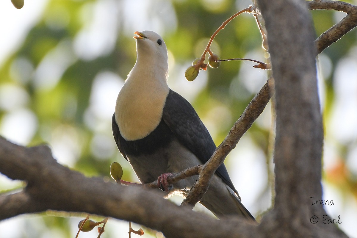 Black-banded Fruit-Dove - ML173543351