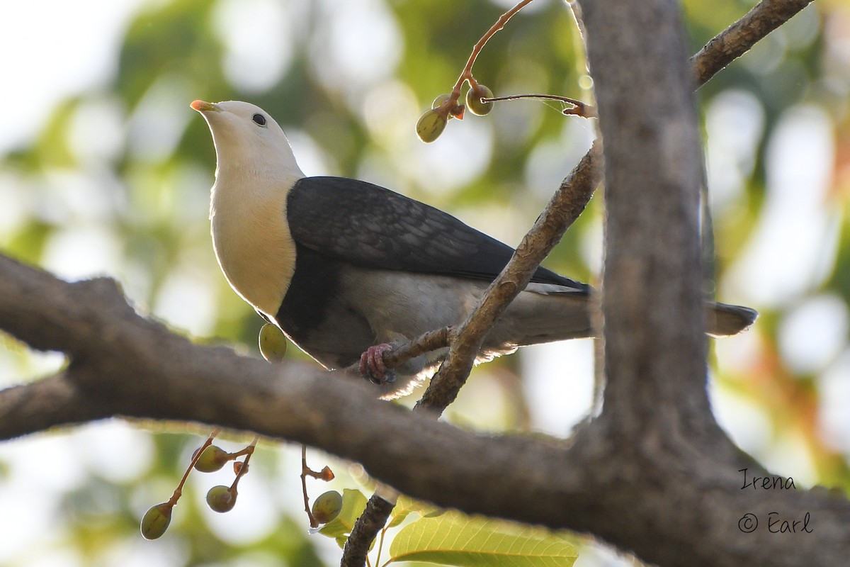 Black-banded Fruit-Dove - ML173543371