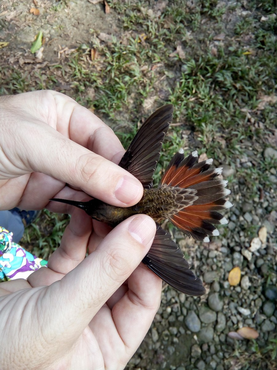 Rufous-breasted Hermit - ML173545781