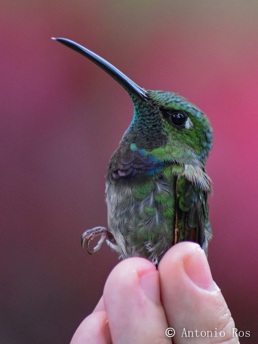 Violet-chested Hummingbird - Antonio Ros