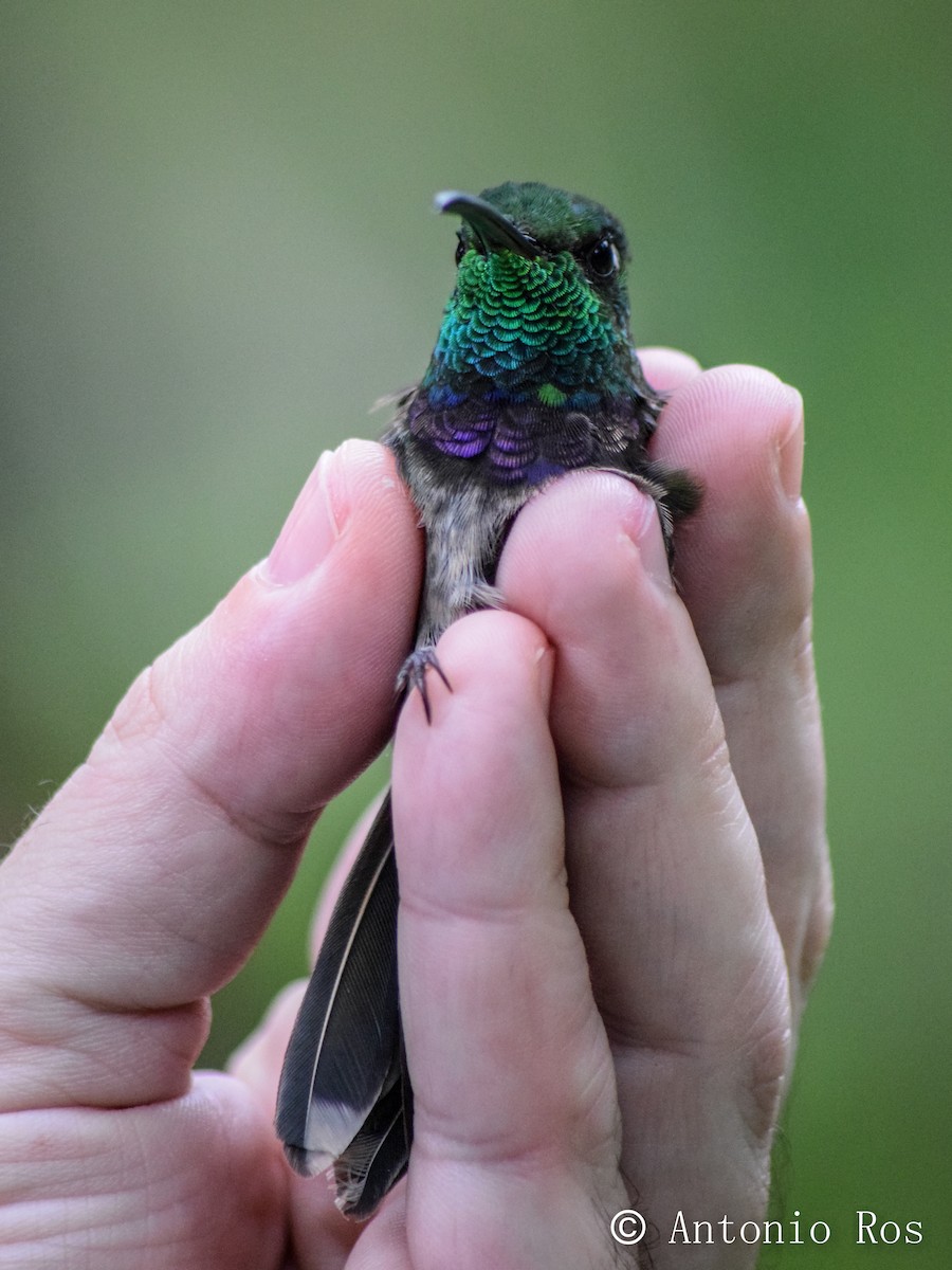Violet-chested Hummingbird - ML173548621