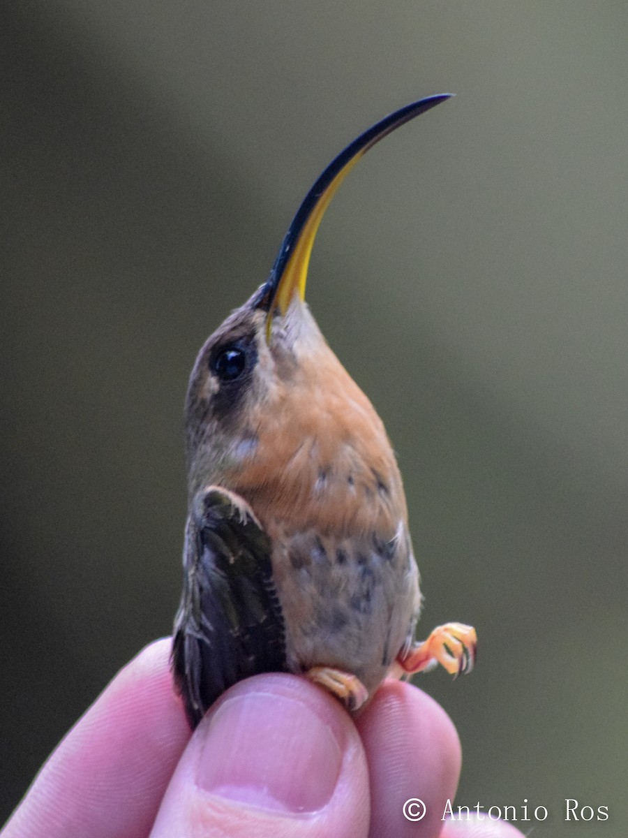 Rufous-breasted Hermit - ML173549411