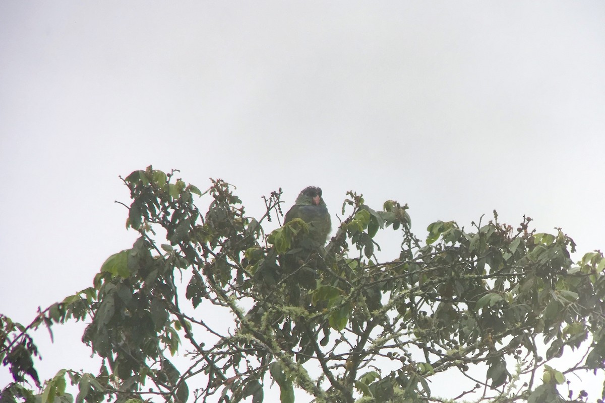 Red-billed Parrot - ML173549961