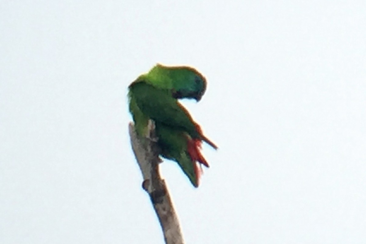 Papua Cennet Papağanı - ML173554551