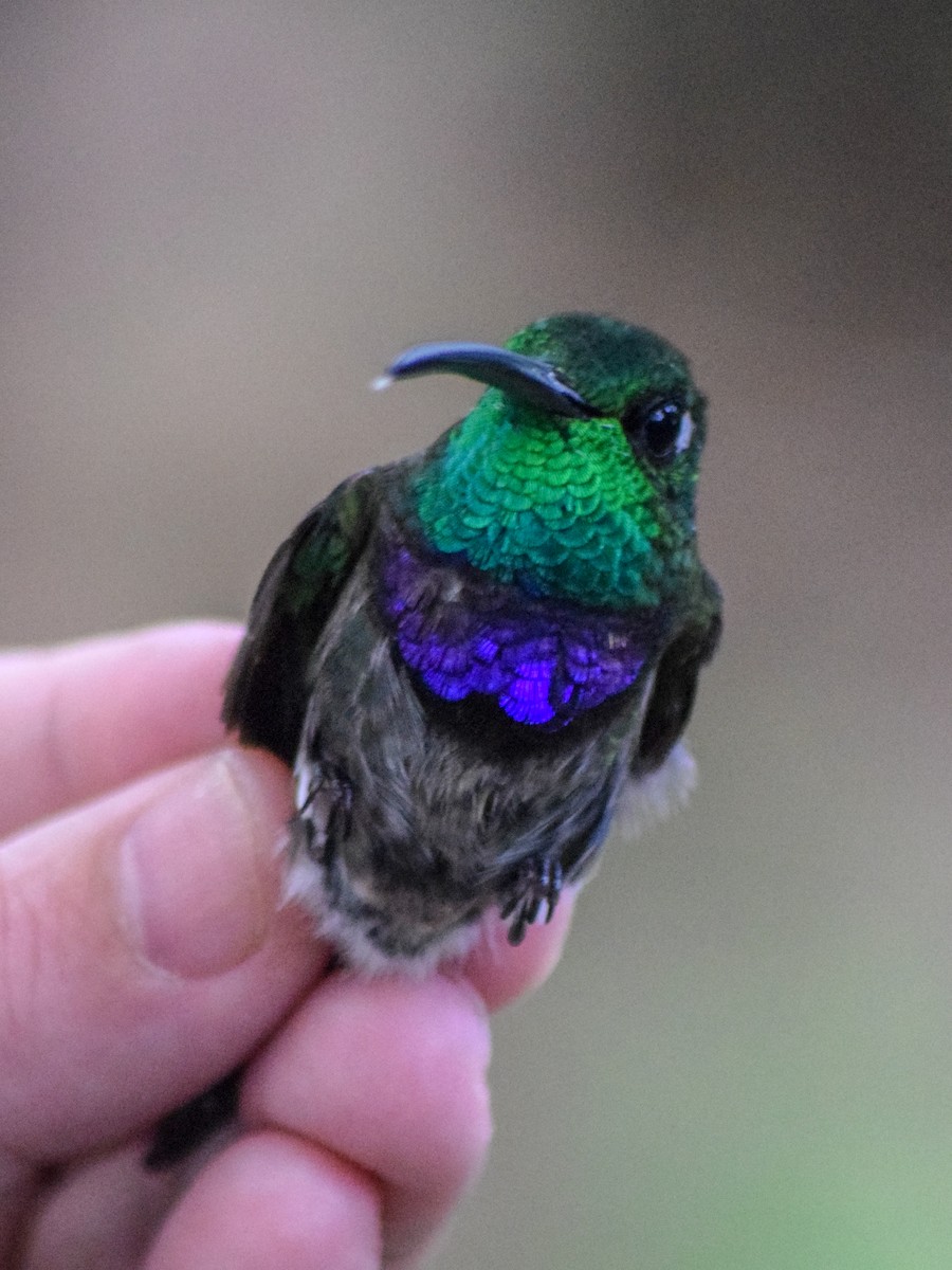 Violet-chested Hummingbird - Antonio Ros
