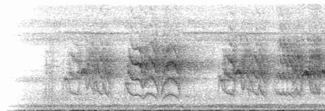  - Kolombangara Monarch