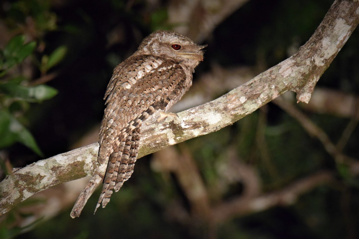Papuan Frogmouth - Ethan Monk