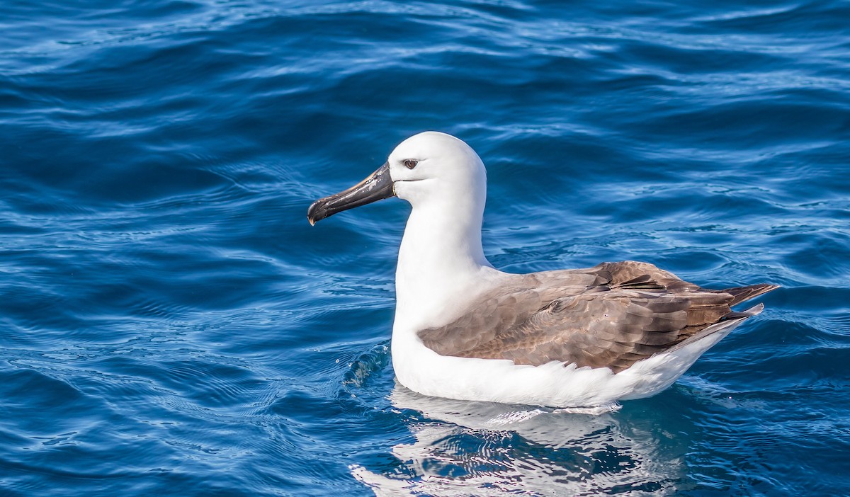 Indian Yellow-nosed Albatross - Louise Summerhayes
