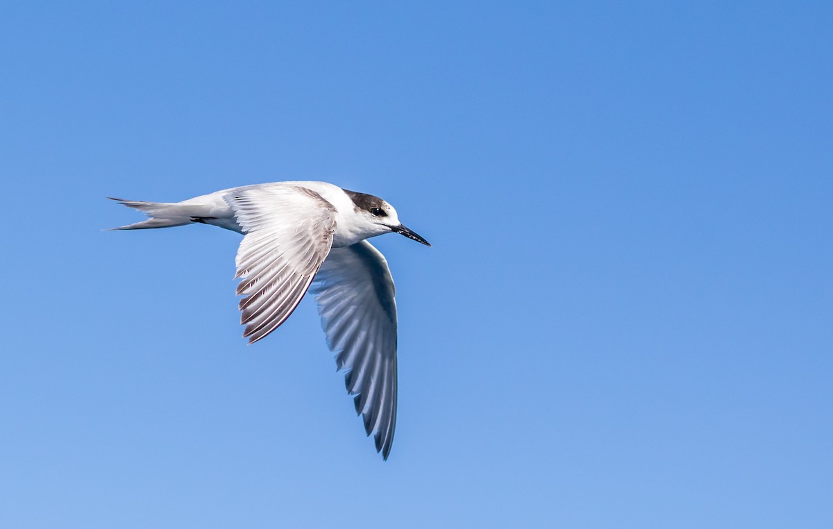 White-fronted Tern - Louise Summerhayes