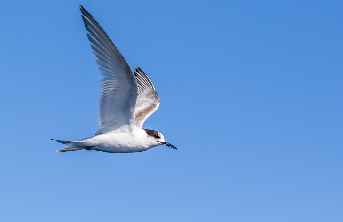 White-fronted Tern - ML173556861