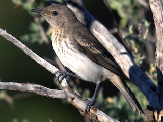 นกเพศเมียเต็มวัย - Mat Gilfedder - ML173556901