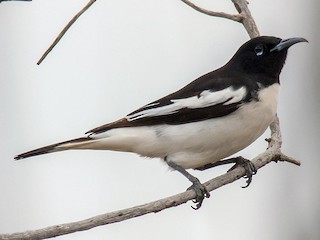  - Pied Honeyeater