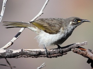 Belolinijski medojed - eBird