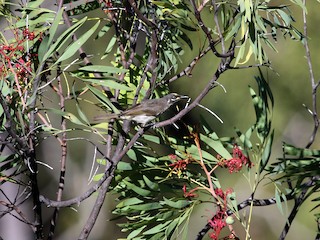 Belolinijski medojed - eBird