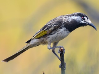  - White-fronted Honeyeater