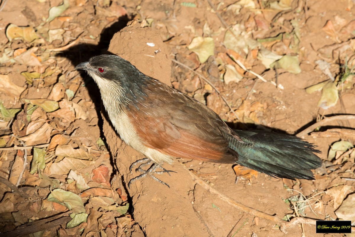 White-browed Coucal (Burchell's) - ML173557181