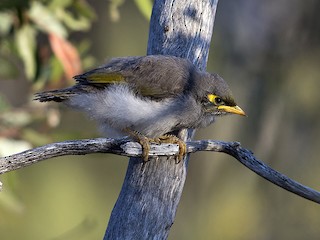 Молодая птица - Tim Bawden - ML173557191