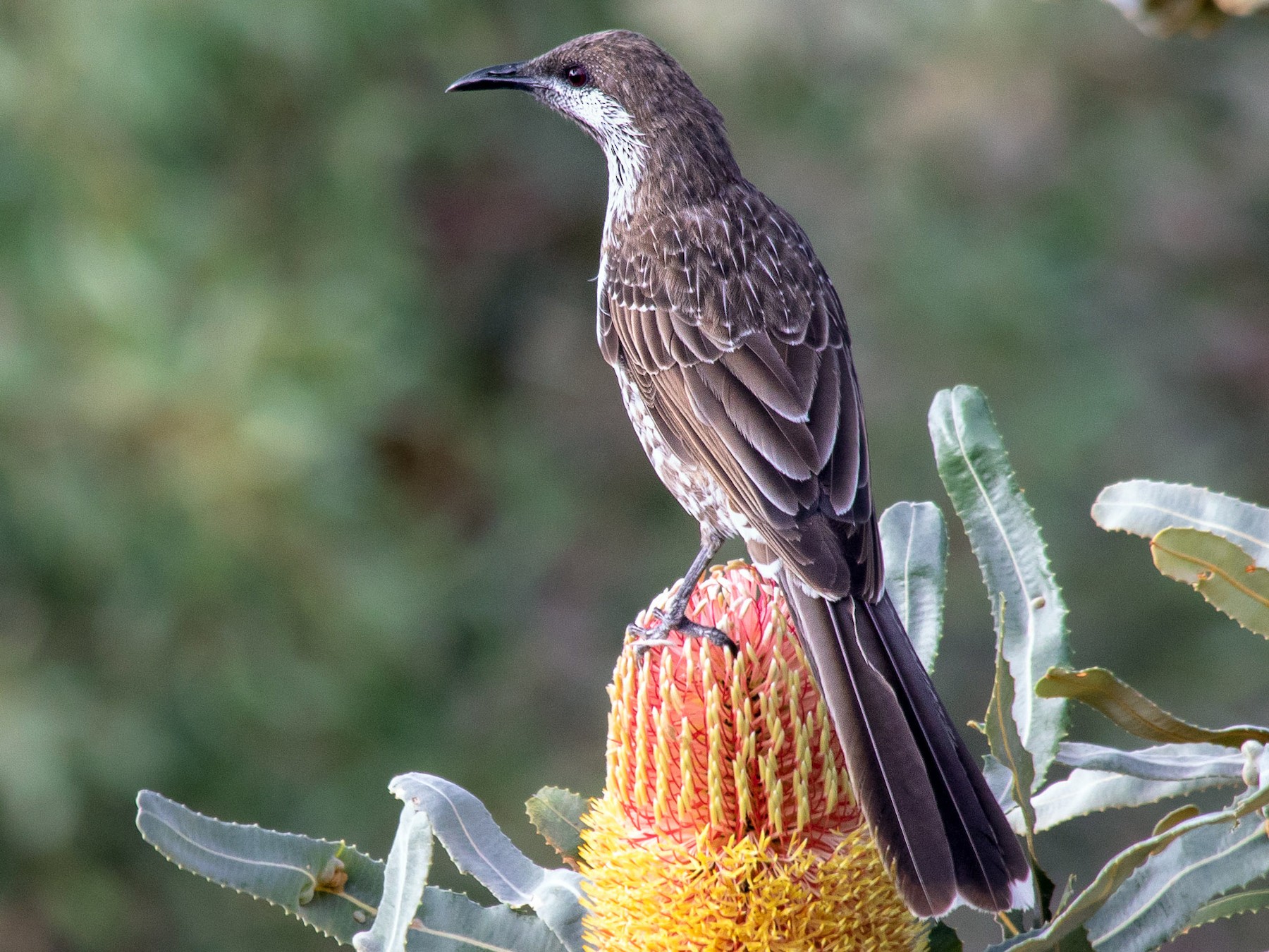 Western Wattlebird - André  Zambolli