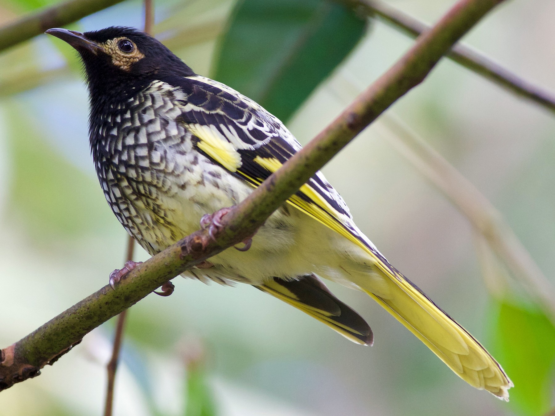 Regent Honeyeater - eBird