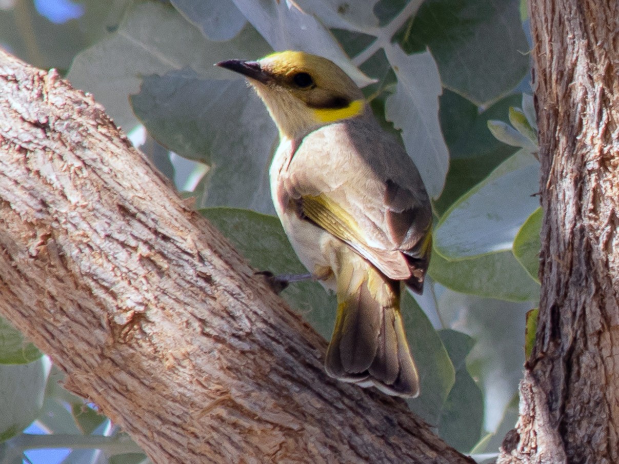 Gray-fronted Honeyeater - André  Zambolli
