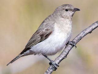 srebrnasti medojed - eBird
