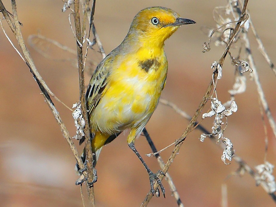 Yellow Chat Ebird