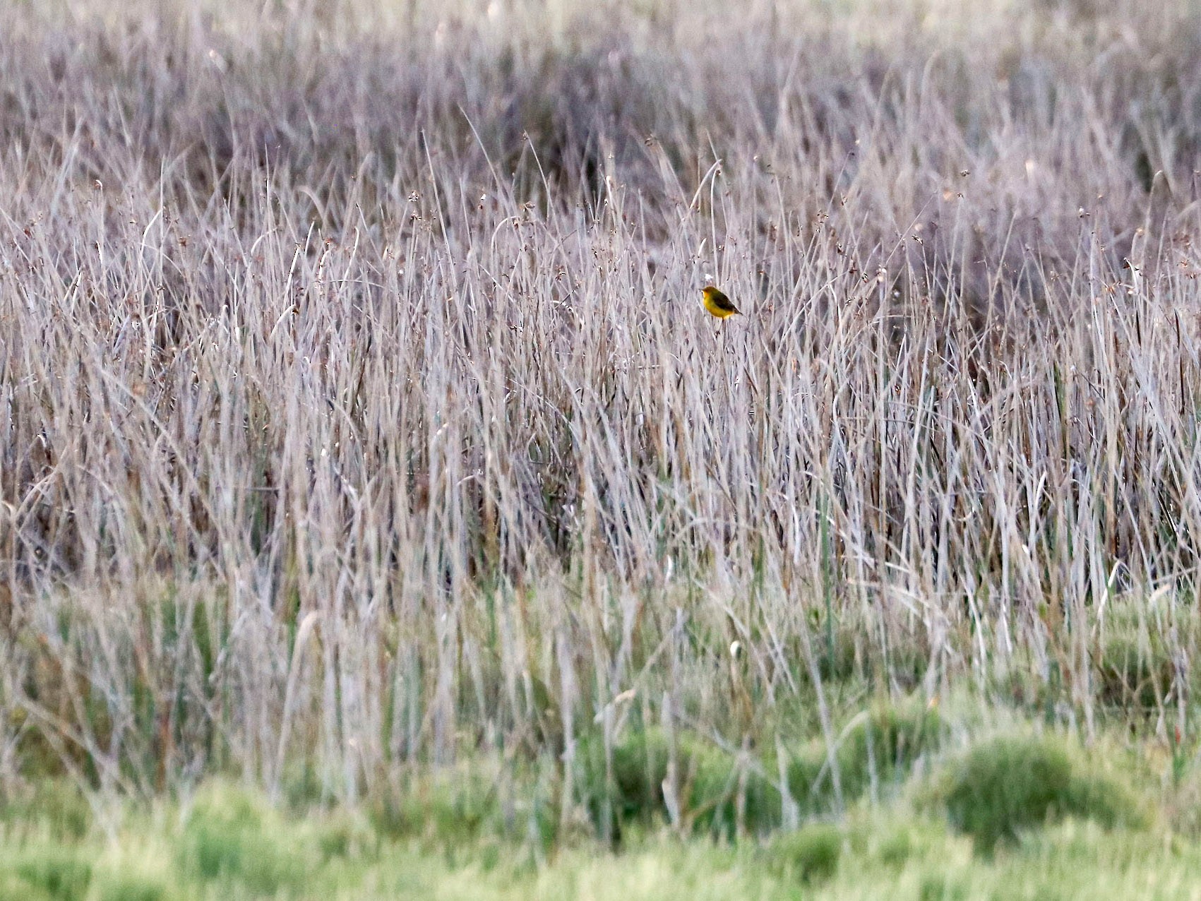 Yellow Chat - Ged Tranter