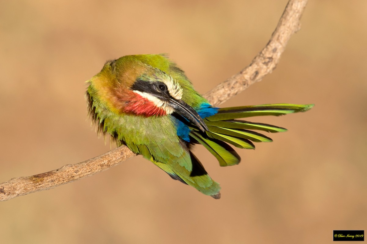 White-fronted Bee-eater - ML173557881
