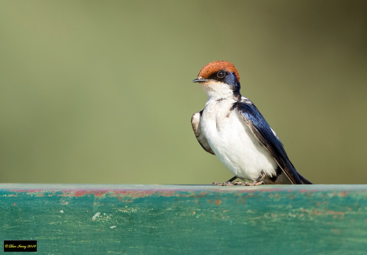 Wire-tailed Swallow - ML173557971