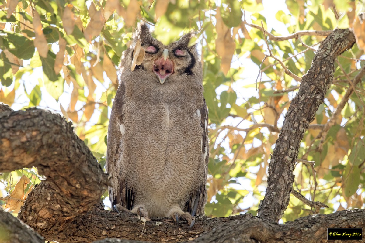Verreaux's Eagle-Owl - ML173558321
