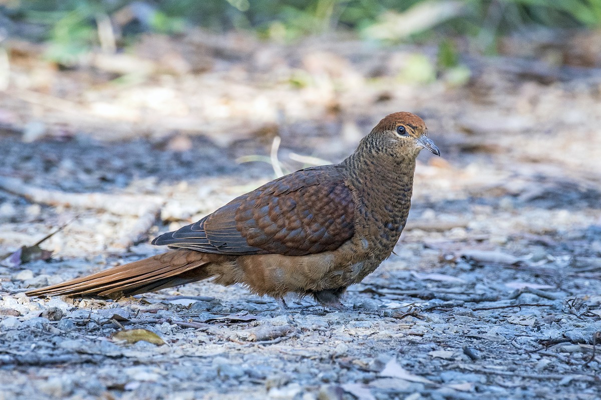 Brown Cuckoo-Dove - ML173561341