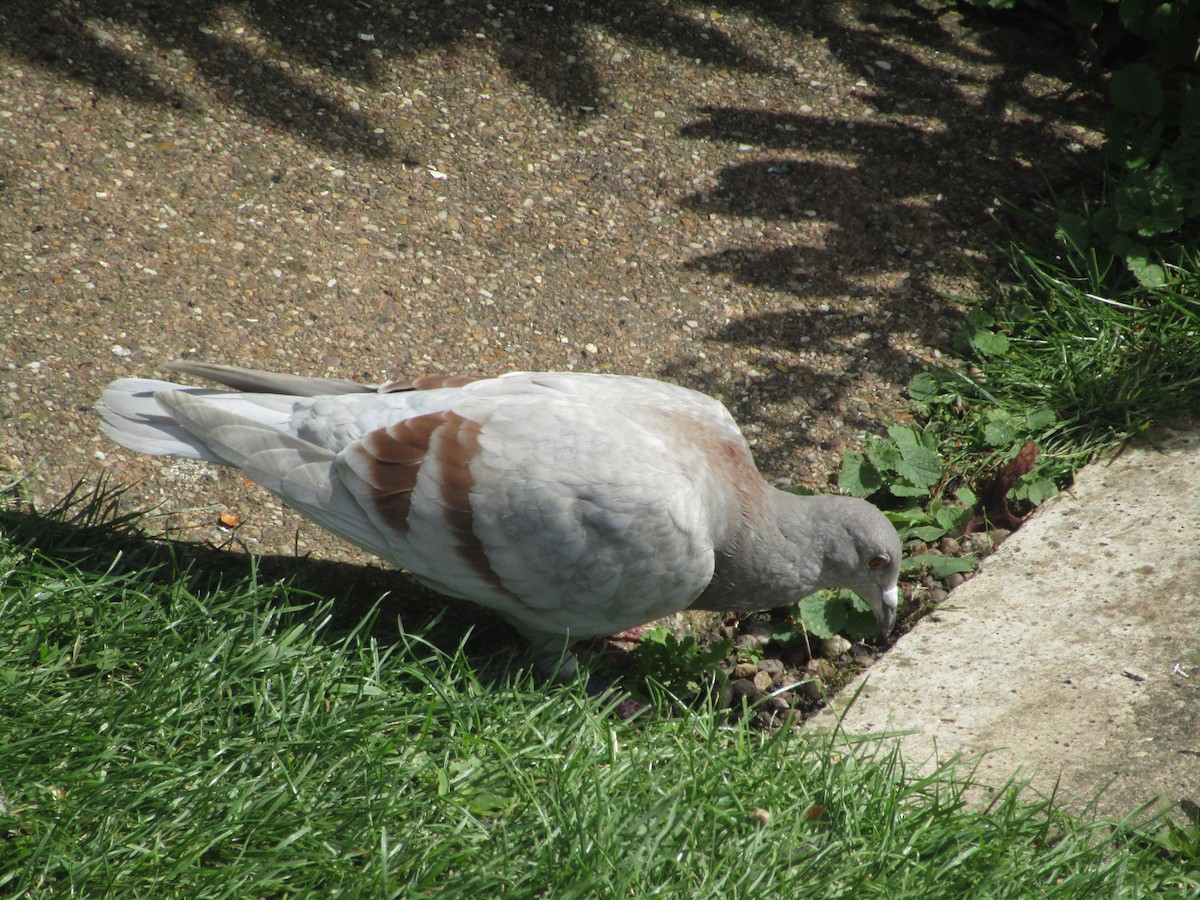 Rock Pigeon (Feral Pigeon) - Josh Hedley