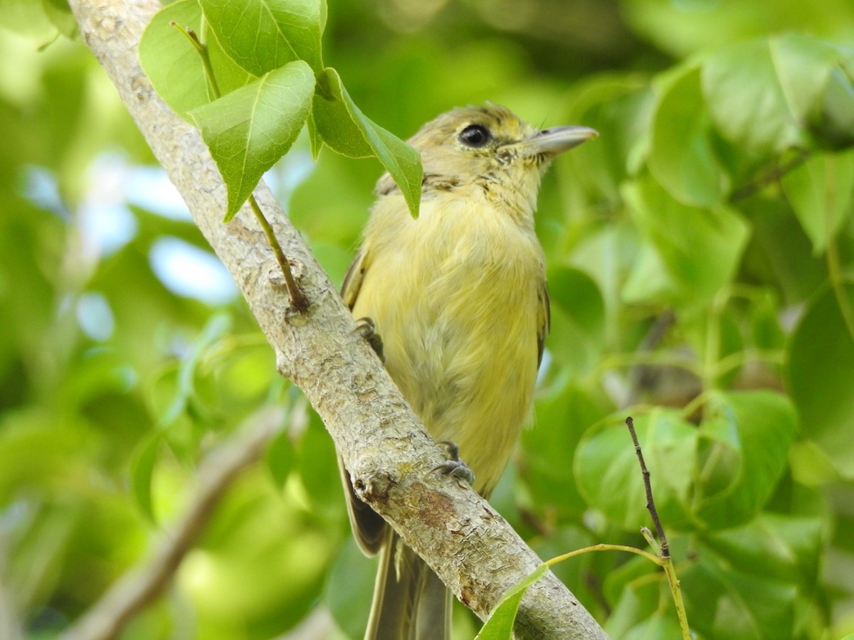 Thick-billed Vireo - ML173567851