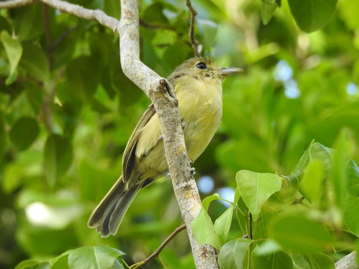 Thick-billed Vireo - ML173567861