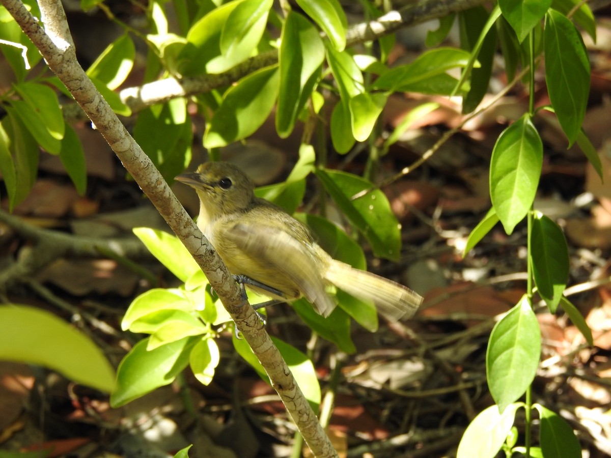 Thick-billed Vireo - ML173567881