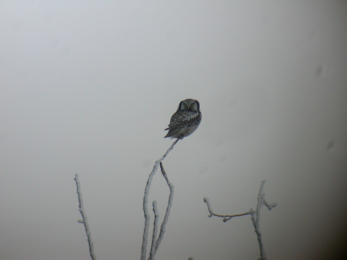 Northern Hawk Owl - Andy Butler