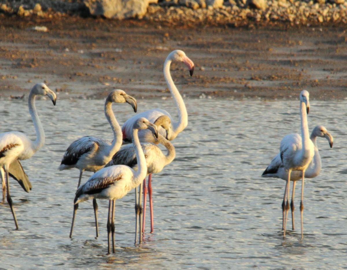 Greater Flamingo - yuda siliki