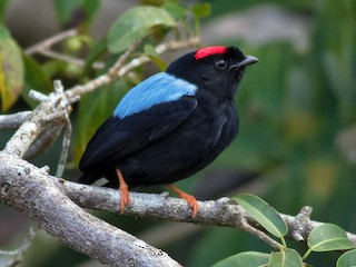  - Blue-backed Manakin