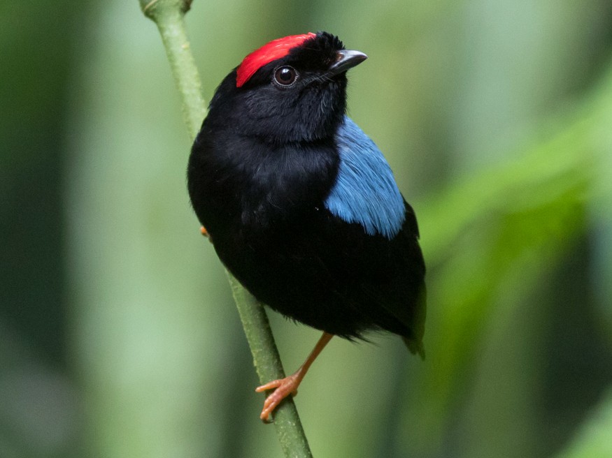 Bluebacked Manakin eBird