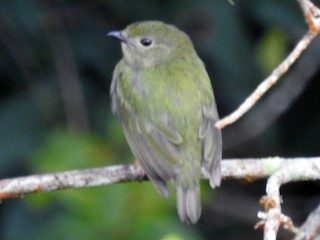 セアオマイコドリ - eBird