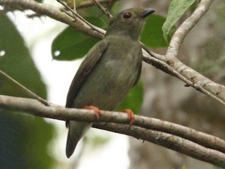 セアオマイコドリ - eBird