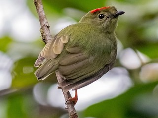 緑マイザ とりこ セアオマイコドリ - eBird