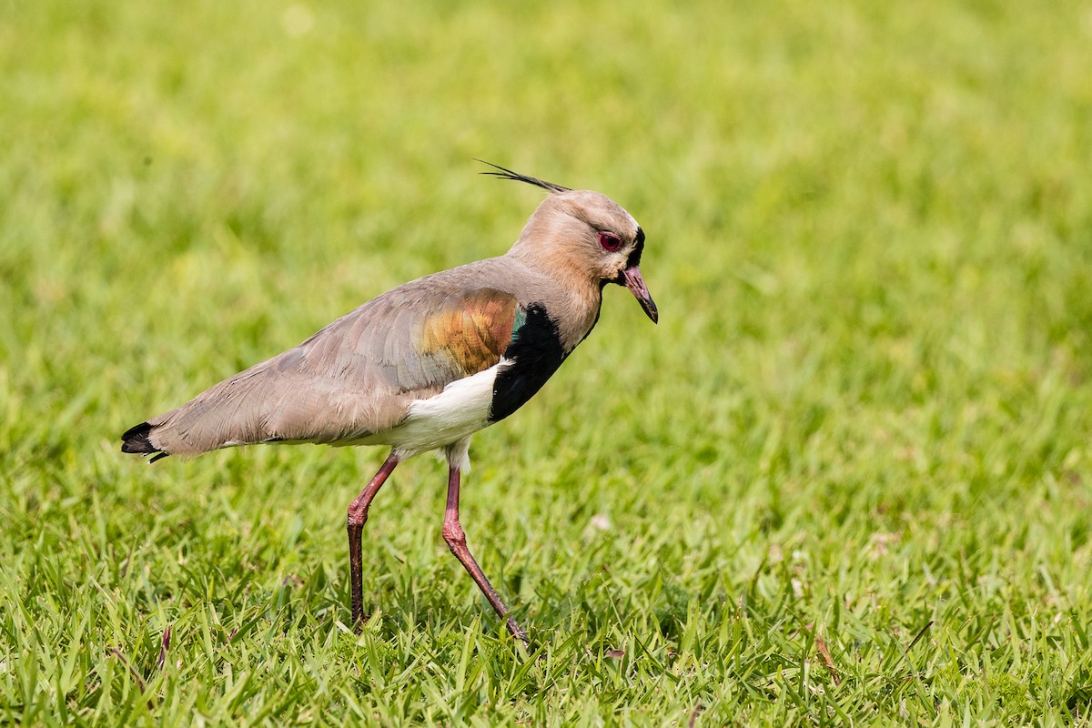 Southern Lapwing - Michael Henry