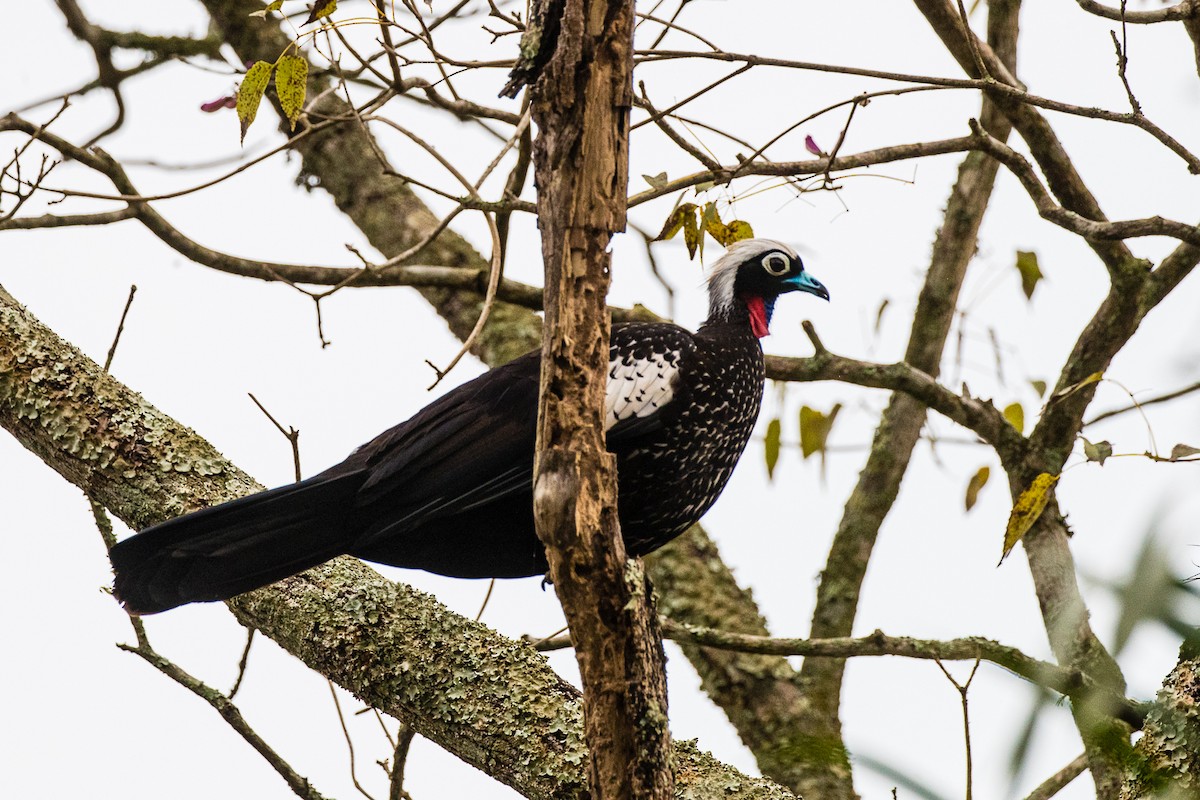 Black-fronted Piping-Guan - Michael Henry